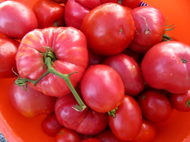 tomates na bacia