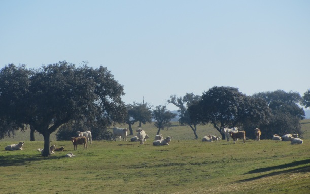 vacas alentejanas